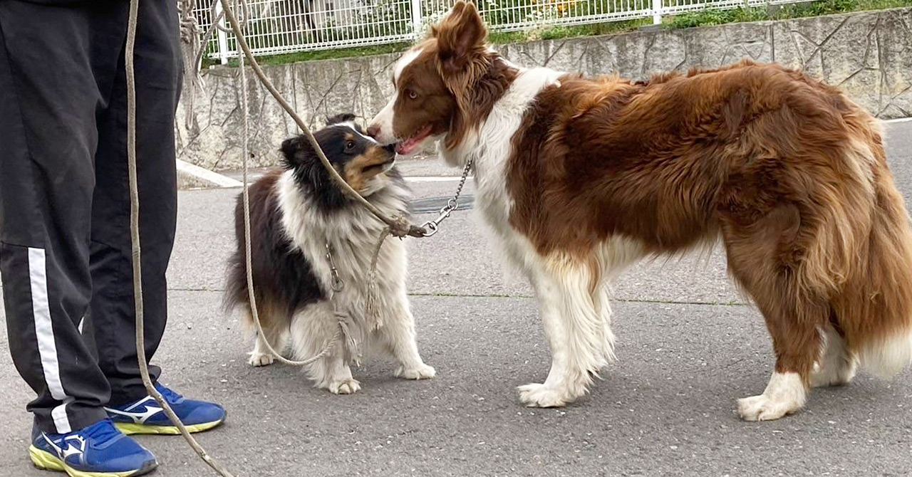 向き合う2匹のボーダーコリー