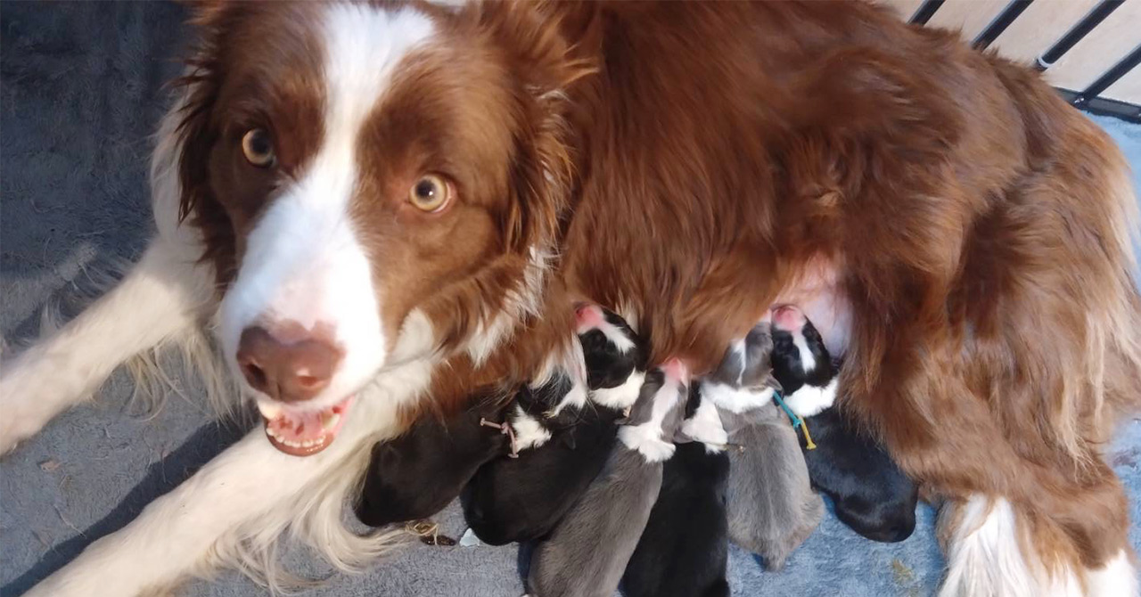 ボーダーコリーの母子