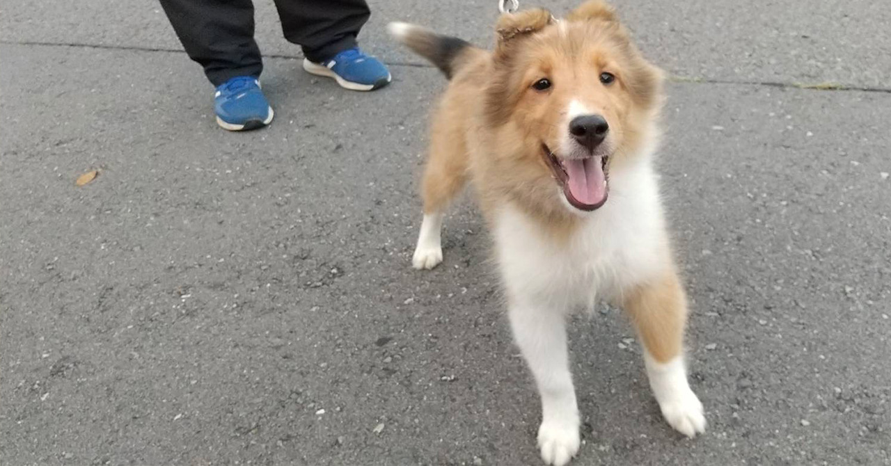 ボーダーコリーの仔犬