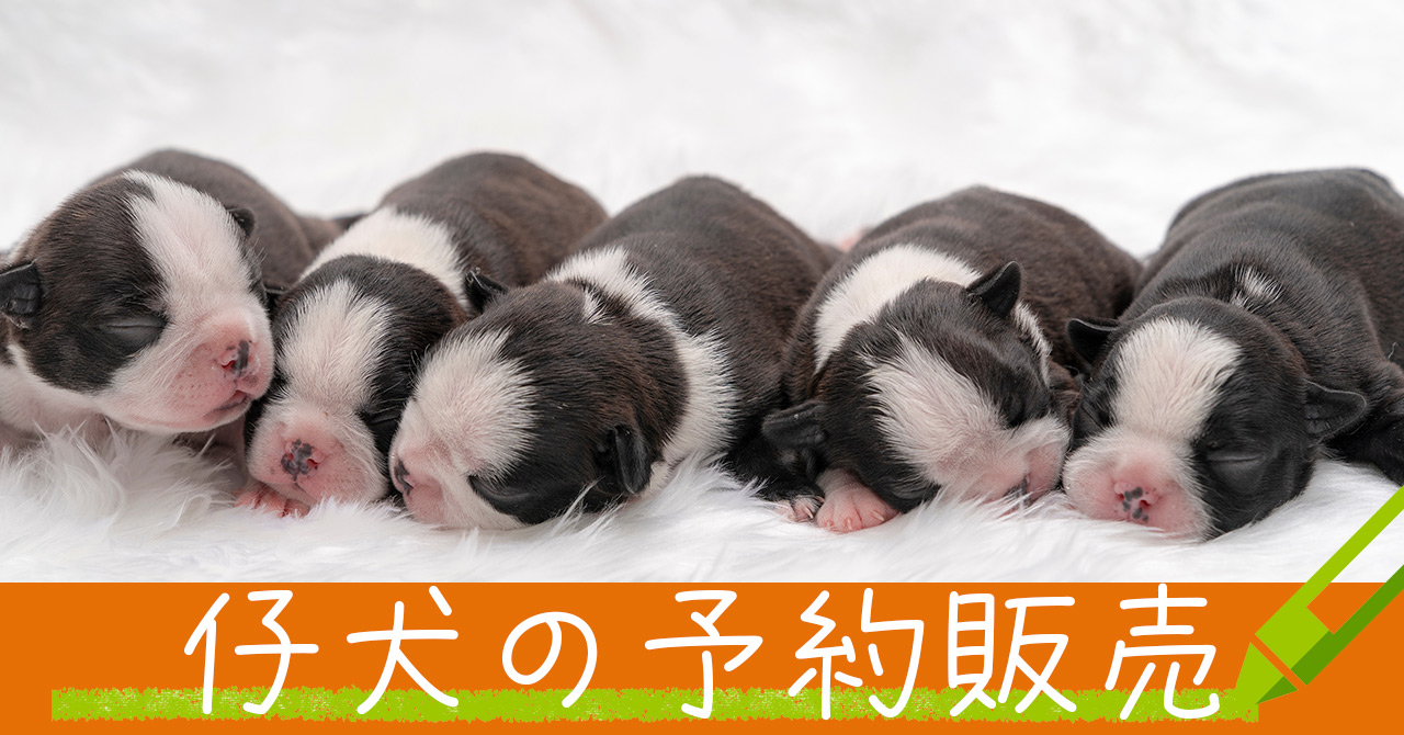 仔犬の予約販売